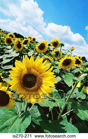 Sunflowers View Large Photo Image Stock Image - Sunflowers. Fotosearch