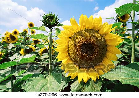 Stock Photograph - Sunflowers. Fotosearch