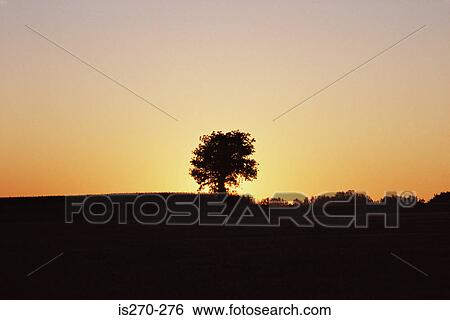 Stock Photograph - Tree in a field at sunset. Fotosearch