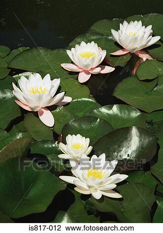 Water lily View Large Photo Image Stock Image - Water lily. Fotosearch