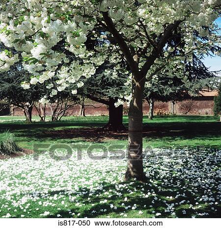 Stock Image - White blossom on a tree. Fotosearch