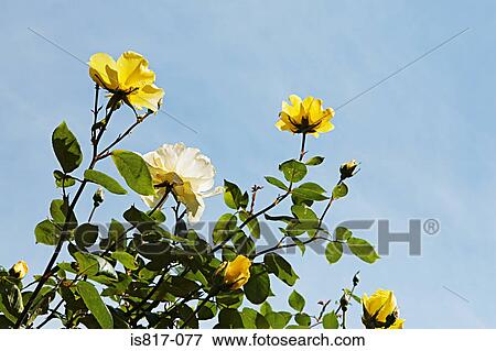 Yellow flowers View Large Photo Image Stock Photo - Yellow flowers. Fotosearch