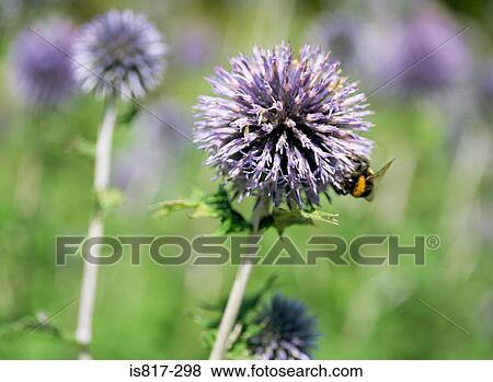 Bee on a globe thistle View Large Photo Image Stock Photo - Bee on a globe thistle. Fotosearch