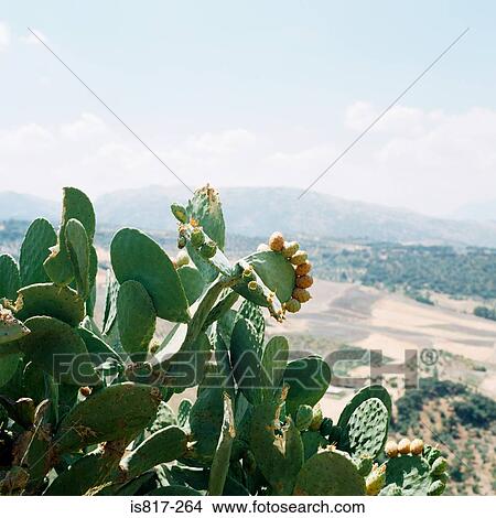 Picture - Cactus plant andalucia. Fotosearch