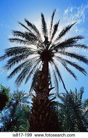 Date palm tree View Large Photo Image Stock Photo - Date palm tree. Fotosearch