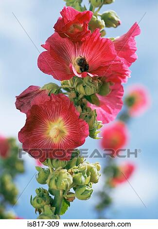 Stock Photo - Hollyhocks. Fotosearch