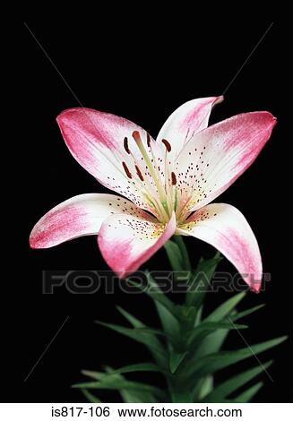Stock Photograph - Lily. Fotosearch