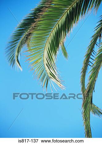Stock Photo - Palm fronds. Fotosearch