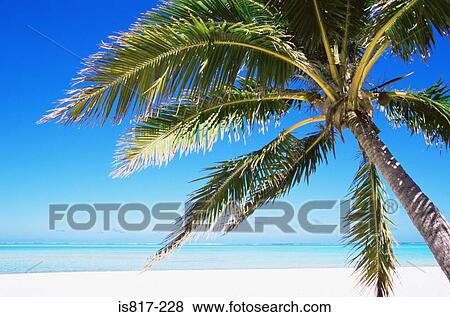 Palm tree on a beach View Large Photo Image Stock Photo - Palm tree on a beach. Fotosearch