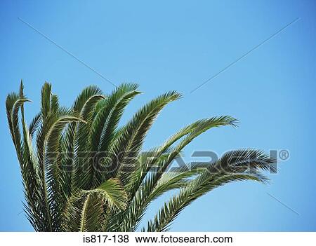 Stock Photo - Palm tree. Fotosearch
