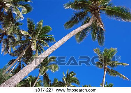 Stock Photo - Palm trees against blue sky. Fotosearch