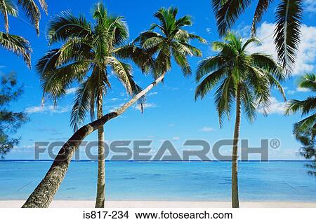 Picture - Palm trees on a beach. Fotosearch