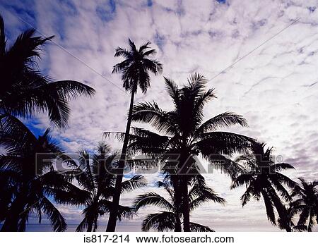 Palm trees View Large Photo Image Picture - Palm trees. Fotosearch