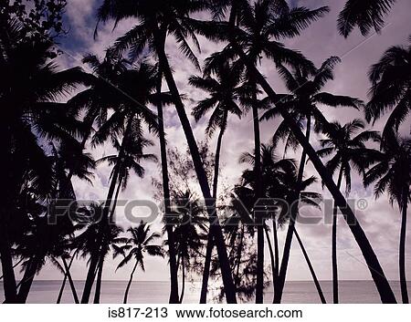 Stock Image - Palm trees. Fotosearch