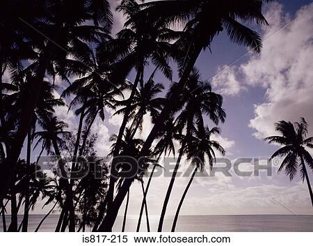 Stock Photography - Palm trees. Fotosearch