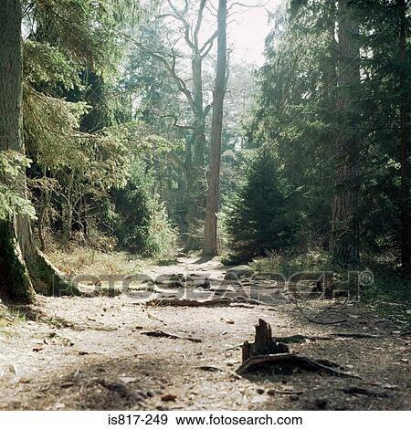 Stock Photo - Path in forest. Fotosearch
