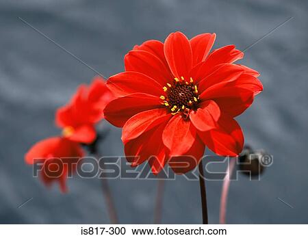 Red dahlia View Large Photo Image Stock Image - Red dahlia. Fotosearch