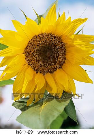 Stock Image - Sunflower. Fotosearch
