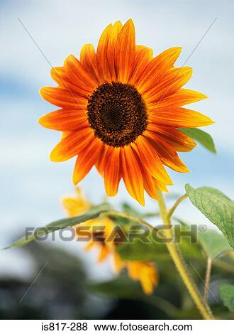 Sunflower View Large Photo Image Stock Photo - Sunflower. Fotosearch