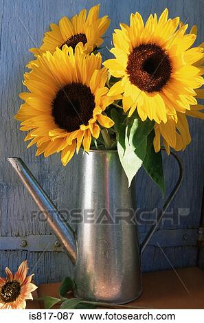 Sunflowers in a watering can View Large Photo Image Stock Photo - Sunflowers in a watering can. Fotosearch