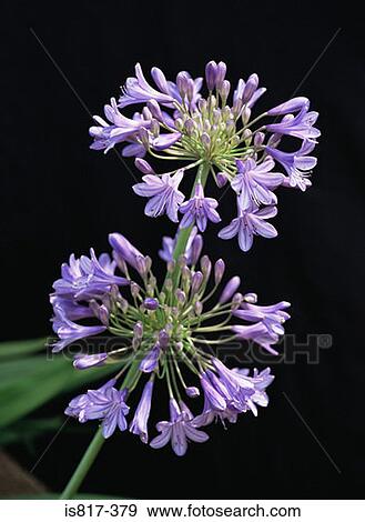 Stock Photo - Agapanthus. Fotosearch