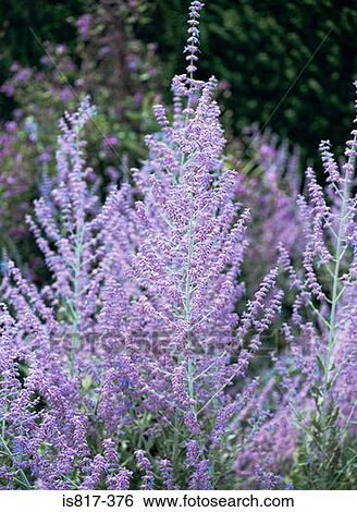 Stock Photograph - Blue spire russian sage. Fotosearch