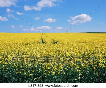 Field of oilseed rape View Large Photo Image Stock Image - Field of oilseed rape. Fotosearch