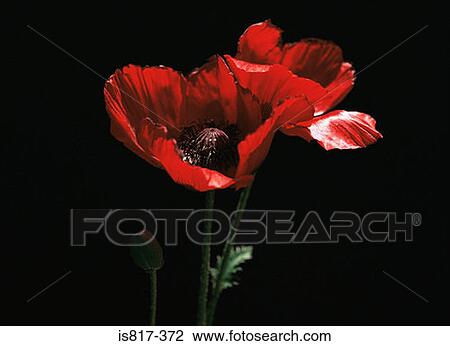 Poppies View Large Photo Image Stock Image - Poppies. Fotosearch