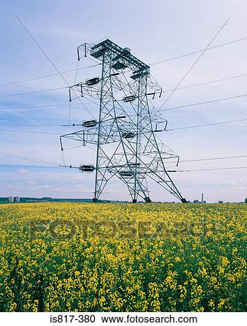 Pylon in a field of oilseed rape View Large Photo Image Stock Image - Pylon in a field of oilseed rape. Fotosearch