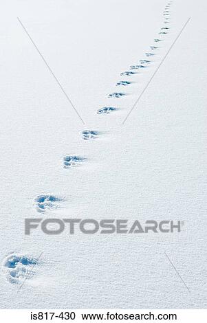 Animal tracks in snow View Large Photo Image Stock Image - Animal tracks in snow. Fotosearch