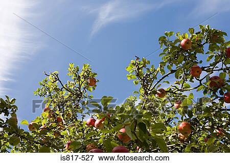 Apple tree View Large Photo Image Stock Photo - Apple tree. Fotosearch