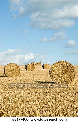 Bales of hay in a field View Large Photo Image Stock Image - Bales of hay in a field. Fotosearch