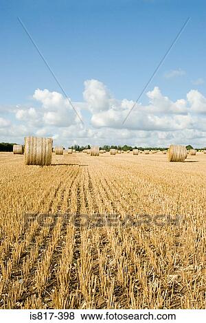 Stock Photo - Bales of hay in a field. Fotosearch