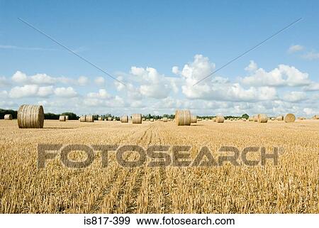 Bales of hay in a field View Large Photo Image Stock Photo - Bales of hay in a field. Fotosearch
