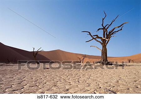 Bare trees in the desert View Large Photo Image Stock Image - Bare trees in the desert. Fotosearch