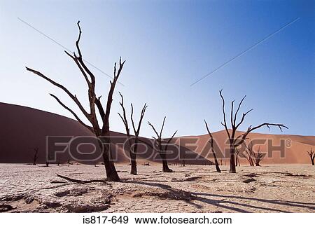 Stock Photo - Bare trees in the desert. Fotosearch