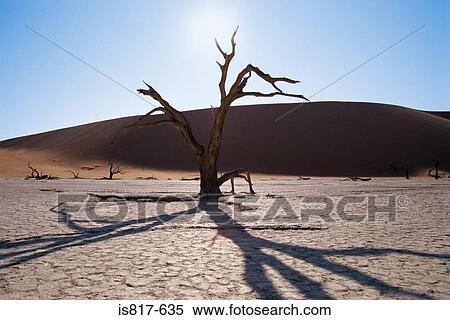 Stock Photography - Bare trees in the desert. Fotosearch