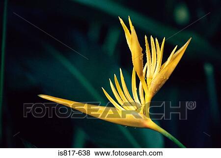 Bird of paradise flower View Large Photo Image Stock Photo - Bird of paradise flower. Fotosearch