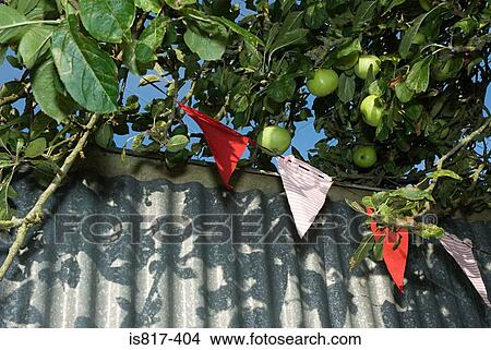 Picture - Bunting and apples in a tree. Fotosearch