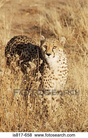 Stock Photo - Cheetah. Fotosearch
