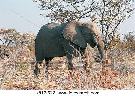 Stock Image - Elephant. Fotosearch