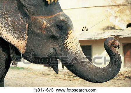 Elephants head View Large Photo Image Stock Image - Elephants head. Fotosearch