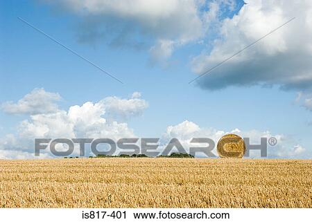 Hay bale in a field View Large Photo Image Stock Image - Hay bale in a field. Fotosearch