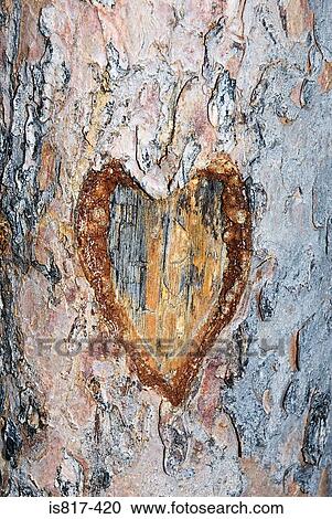 Heart carved in a tree trunk View Large Photo Image Stock Image - Heart carved in a tree trunk. Fotosearch