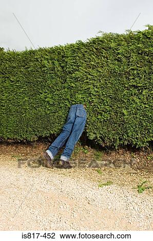 Stock Image - Legs of mannequin sticking out from hedge. Fotosearch