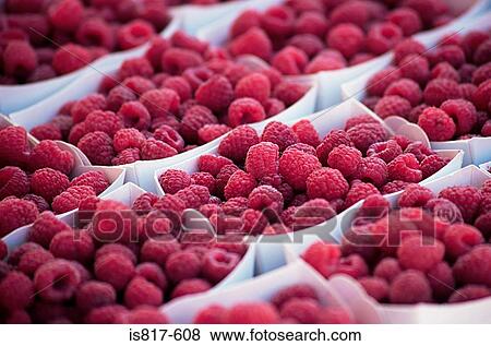 Stock Photo - Punnets of raspberries. Fotosearch