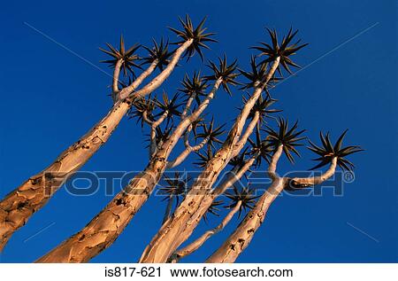 Quiver tree View Large Photo Image Stock Image - Quiver tree. Fotosearch