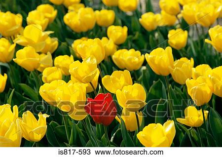 Stock Image - Red tulip amongst yellow tulips. Fotosearch