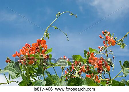 Runner bean flowers View Large Photo Image Stock Photograph - Runner bean flowers. Fotosearch