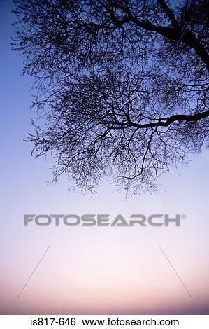 Stock Photograph - Silhouette of a tree. Fotosearch